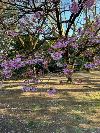 Sakura 🌸
