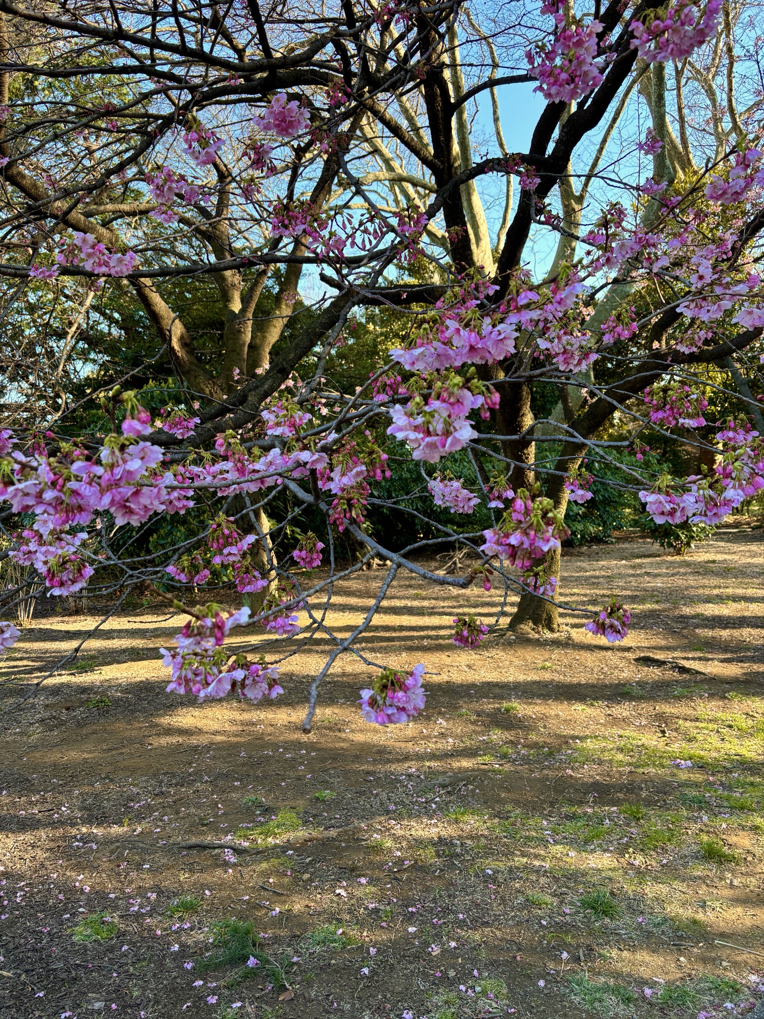 Sakura 🌸
